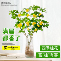壹植 水培植物桂花树苗盆栽带花浓香室内办公室桌面水养四季桂绿植花卉 水培四季桂花+金边竖纹T型瓶