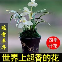 玫绚浓香型四季兰 金边矮种 兰花苗兰花盆栽阳台 好运来 1苗试养