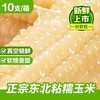 裕禧丰农 东北白糯玉米 180-200g*3根 真空包装