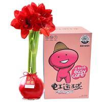 京东鲜花朱顶红-红君主30-32cm蜡球特大中秋花卉源头直发