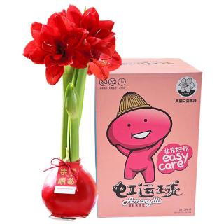 京东鲜花 朱顶红-红君主30-32cm蜡球特大