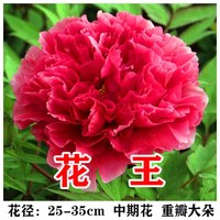 龙辰语 花王（5-7分支） 牡丹树苗 庭院盆栽