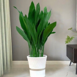 美外 一叶兰盆栽耐寒喜阴植物办公室内庭院观叶绿植兰花 一叶兰（60cm高）10颗 不含盆