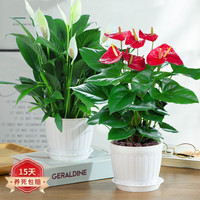 蝴蝶之舞 红掌和白掌 木桶盆 2盆 盆栽