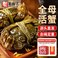 蟹叁钳庄 活蟹 蟹叁钳庄鲜活大闸蟹现货全母蟹2.3-2.6两6只螃蟹去绳足重海鲜中秋礼盒