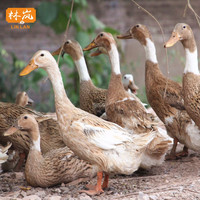 林岚 3年老鸭麻鸭净重约2斤/只林间散养老鸭子土鸭整鸭新鲜食材