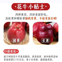 粤迎甘肃天水花牛苹果红蛇粉面苹果平果水果脆粉好吃苹果香中秋 5斤手选装【可脆可粉】净4.5斤