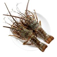 渔游记印尼小青龙虾 1.2-1.6斤/2只 超大龙虾 花龙海鲜水产大虾虾类