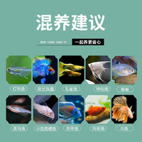小型鱼混养饲料家用热带鱼鱼料观赏鱼小型鱼苗颗粒鱼食通用