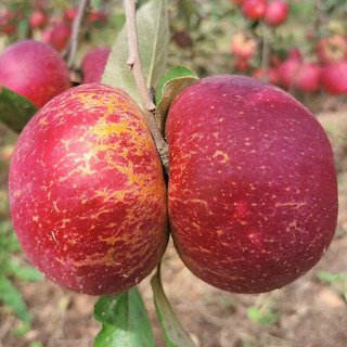  京觅 源头直发 苹果  2.25kg