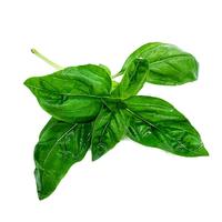 绿食者 新鲜罗勒叶250g 西餐牛排披萨意大利面香料 青酱调料蔬菜