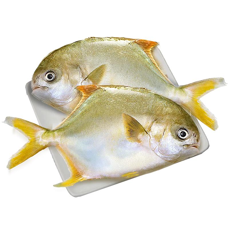 鲜驰 大号金鲳鱼净重400-500g/条*4条 生鲜鱼类-源头直发
