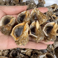 莫小仙现捕现发 小海螺 鲜活 海鲜水产 海螺贝类 野生 小海螺 0.5kg 鲜活海螺