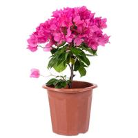 凝慧重瓣三角梅盆栽带花庭院阳台观花花卉植物 同安红【带花】 带土球