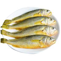 简鲜 东海冷冻活冻小黄花鱼海鲜黄鱼 海鲜水产 1000g  袋装