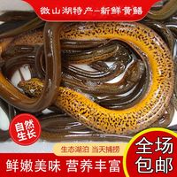 野生黄鳝巨大黄鳝盘龙鳝鱼鲜活长鱼野生稻田鳝盘鳝丝营养滋补