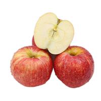 京觅 四川高山 米奇拉12粒装 单果130g+新鲜现摘水果源头直发