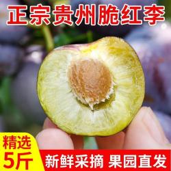 贵州高山脆红酥李空心李子非南方脱骨李子新鲜水果现摘整箱