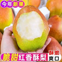 绿熊庄园 正宗运城红香酥梨新鲜水果脆甜皮薄批发超甜红酥整箱
