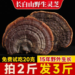 上河湾鹿场 长白山赤灵芝片 250g 切片