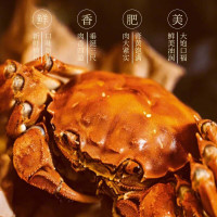 江问鱼 鲜活大闸蟹螃蟹全母 2.3-2.6两10只礼盒装