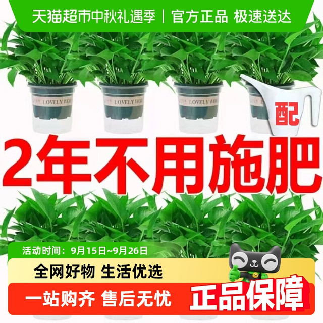 移动端：牵鲜 绿萝盆栽室内植物吸甲醛绿箩长藤大叶新房家用除甲醛绿植水培绿罗