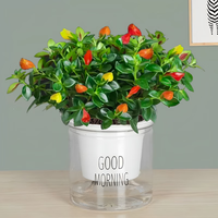 景郁春 JIRYUCUR 景郁春 金鱼花吊兰 早安盆+金鱼吊兰 耐寒花卉 室内盆栽