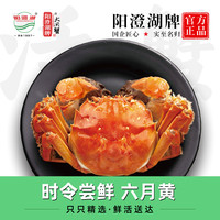 【活蟹】阳澄湖牌六月黄大闸蟹鲜活特大螃蟹大闸蟹全母蟹鲜活礼盒