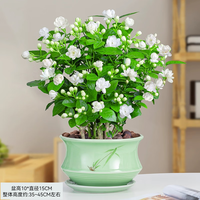 景郁春 JIRYUCUR 茉莉花盆栽带花苞 浓香型花卉植物桌 青瓷盆 源头直发