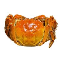 【活蟹】京觅 去绳足重鲜活生鲜螃蟹中秋礼品