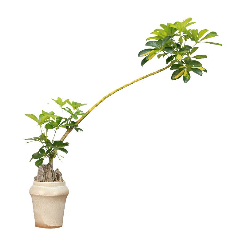 瀚林怡景鸭脚木大型盆栽室内客厅绿植茶室中式禅意造型盆景鸭掌木植物 花叶鸭脚木-款式二