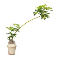 瀚林怡景鸭脚木大型盆栽室内客厅绿植茶室中式禅意造型盆景鸭掌木植物 花叶鸭脚木-款式二