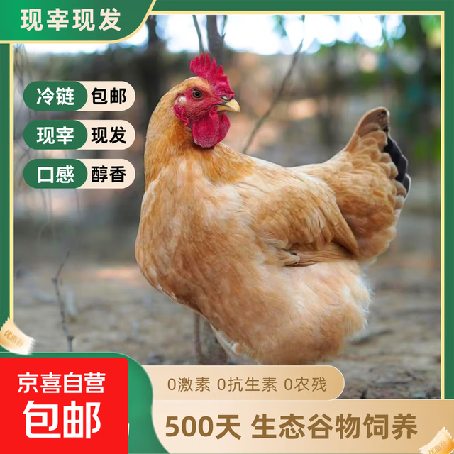 九华山 散养老母鸡 净重2斤 慢养500天土鸡 源头直发 一只老母鸡（2斤左右）