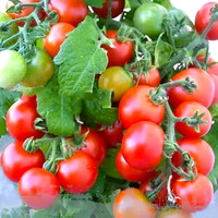 寿禾 小番茄苗大全西红柿种苗子菜苗圣女果千禧寿光蔬菜苗水果盆栽 农家红色矮生小番茄苗 6棵