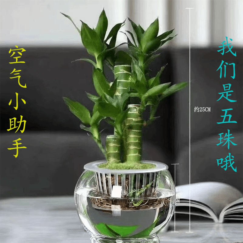 叹为观止18种吊兰任你选金边吊兰各种盆栽花卉客厅垂吊桌面植物净化空气 特级五珠莲花竹 含盆