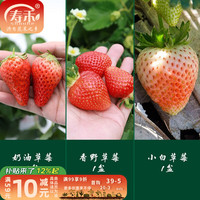 寿禾 草莓苗 大苗 带盆栽 组合3盆
