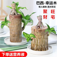 一名花匠 YIMINGHUAJIANG 巴西木幸运水养植物小办公室内桌面格鲁特四季树桩水培绿植 巴西木(6cm)+陶瓷盆+格鲁特