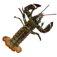 鲜京采 鲜活波士顿龙虾 净重650-750g/只 保鲜不保活 中秋海鲜源头直发 波士顿龙虾650-750g/只