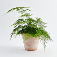海蒂的花园文竹盆栽室内观叶植物办公室桌面常绿绿植