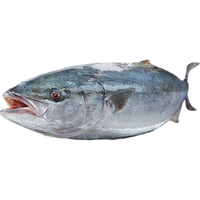 东上御品 山东 大黄金鲅鱼净重6-8斤/1条海鱼 冷冻大鲅鱼海鲜-源头直发