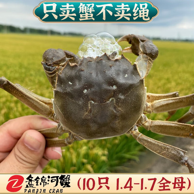 辽唤 盘锦河蟹 鲜活稻田蟹大闸蟹 10只全母 1.4-1.7两