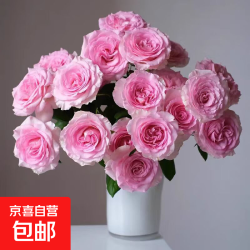 京喜 AB级洛神玫瑰鲜花粉色玫瑰花 洛神10枝（保8枝+2枝防损）