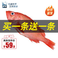 鲟食 活冻石斑鱼 红石斑 500-600g/条 买一送一
