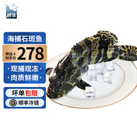 鲟食活冻石斑鱼野外生长海捕龙胆珍珠斑 老虎斑生鲜鱼类海鲜 2300-2500g/条【大规格共发1条】