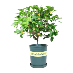 绿丝绦 桂花树盆栽四季开花盆景室内庭院阳台开花树苗耐寒绿植花卉树苗 丹桂 2年苗