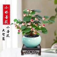 花楚 小盼菩提树盆栽带果室内好养活 菩提+釉青盆+底座