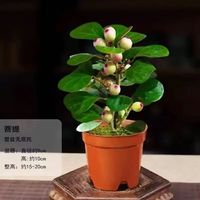 花楚 小盼菩提树盆栽带果室内好养活 菩提原盆