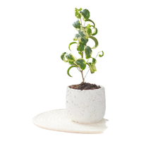 鸳鸯卷福卷叶榕新奇趣味个性绿植室内盆栽好养易活懒人桌面绿植 鸳鸯锦卷福配白色火山石陶瓷盆 整高约20-35cm