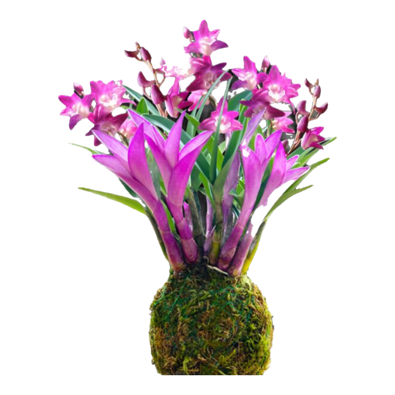 艾莹冬带花七彩香水石斛兰花四季好养绿植浓香型石斛兰花苗桌面盆栽 3苗七彩石斛当年开花 没叶艺 懒人盆