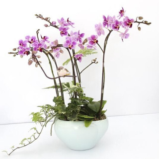 欧悟 蝴蝶兰花苗盆栽室内观花植物桌面阳台年宵花卉四季开花绿植花卉 花花公子蝴蝶兰+透明原盆+原土